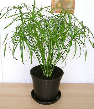 Циперус папирус - травянистое забавное растение в доме