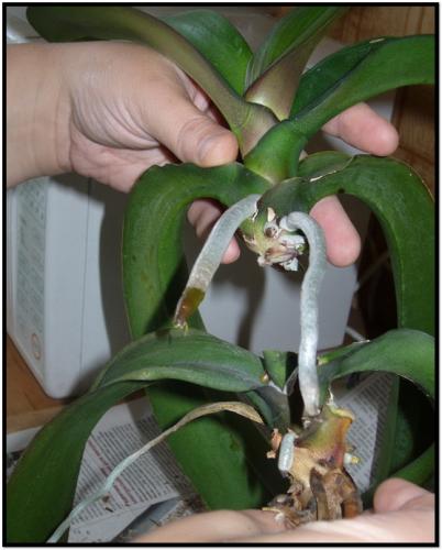 орхидеи размножение черенками