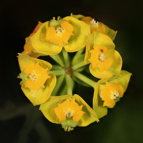 Euphorbia_cyparissias_quadrat.jpg