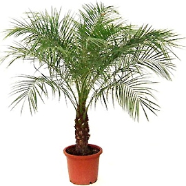 Описание и фото финиковой пальмы