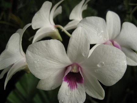 Множество орхидей