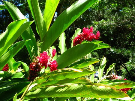 Тропические растения дома