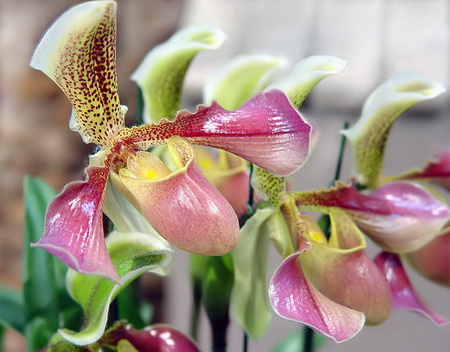 Выращивание орхидей фаленопсисов