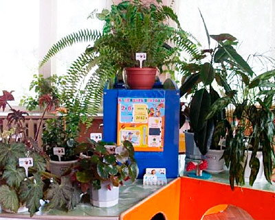 Комнатные Растения В Детском Саду Фото