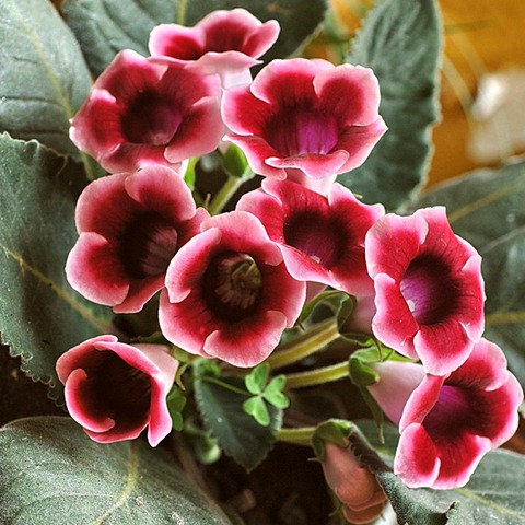 Цветущие Комнатные Растения Неприхотливые Фото
