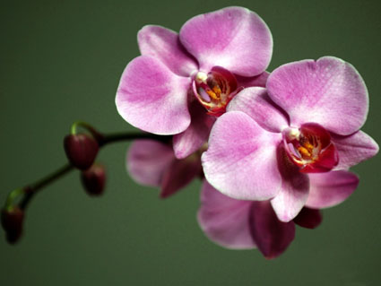 Розовая орхидея 