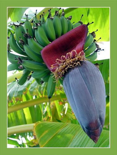 Цветок Банана Фото Комнатный