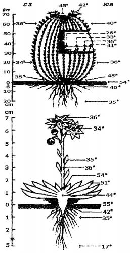 особенности внутреннего строения кактуса связанные со средой обитания