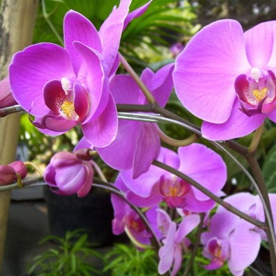 Как правильно выбрать орхидею фаленопсис?