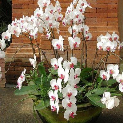 Профилактика болезней орхидеи
