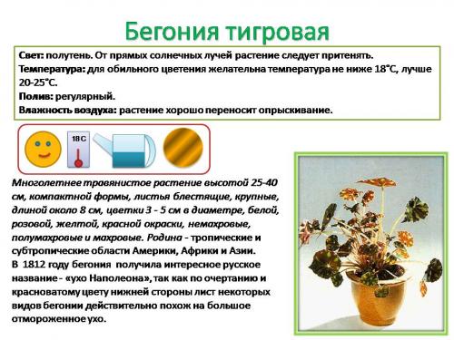 Паспорт комнатных растений: особенности составления и сферы применения