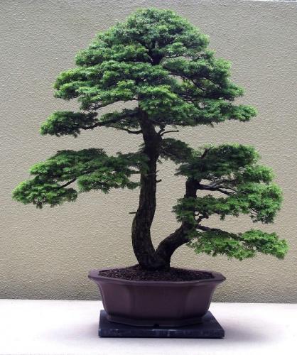 японское мини дерево
