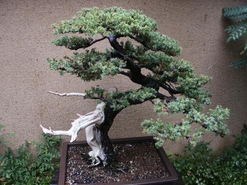 Японское искусство выращивать карликовые деревья