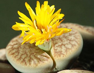 Цветущий литопс