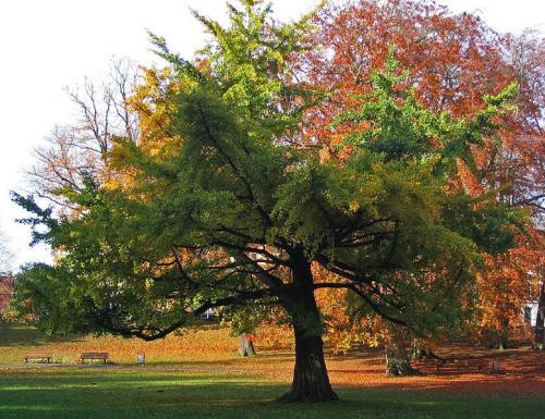 Реликтовое дерево гинкго билоба